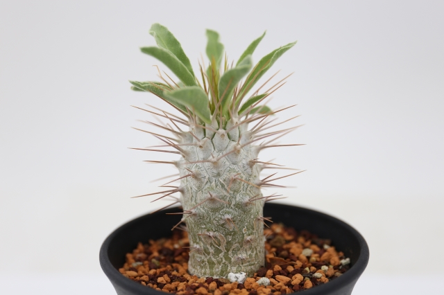 サボテン 多肉植物
