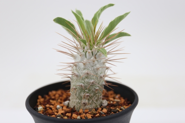 サボテン 多肉植物