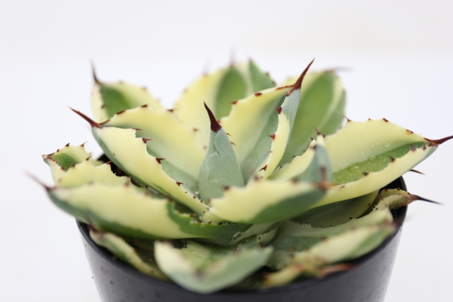 サボテン　多肉植物