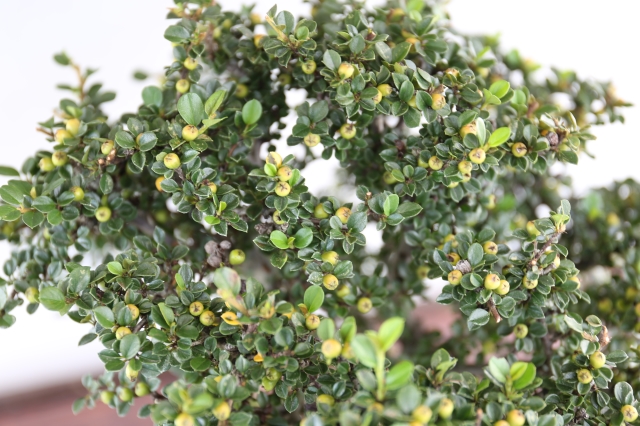 紅したん　花物実物　盆栽