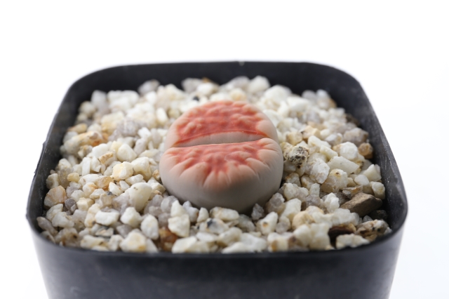 サボテン　多肉植物