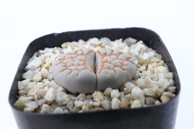 サボテン　多肉植物