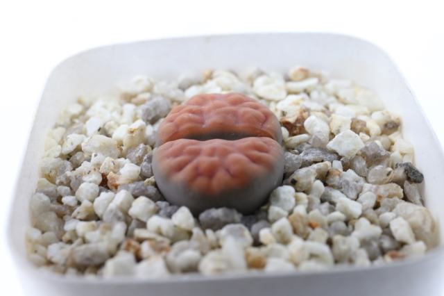 サボテン　多肉植物