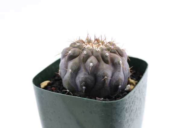 サボテン　多肉植物