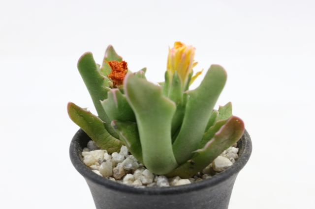 サボテン 多肉植物