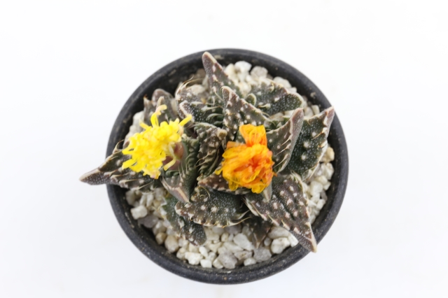 荒波 フォーカリア