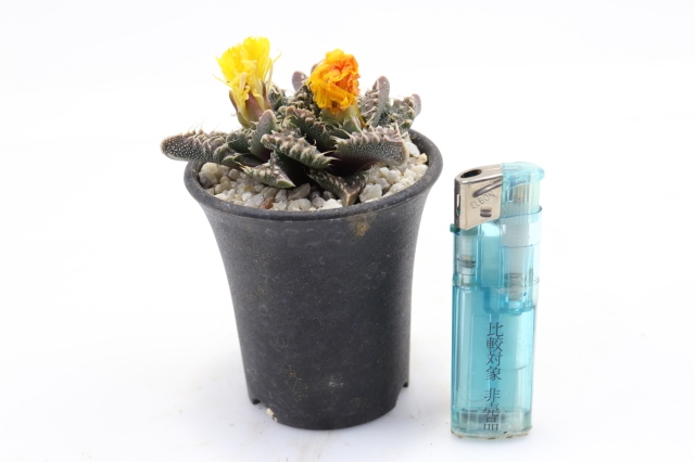  サボテン　多肉植物