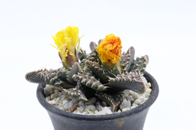 荒波 フォーカリア