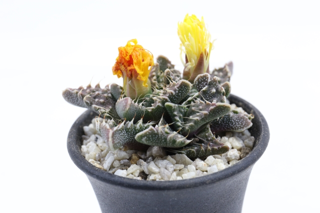 サボテン　多肉植物