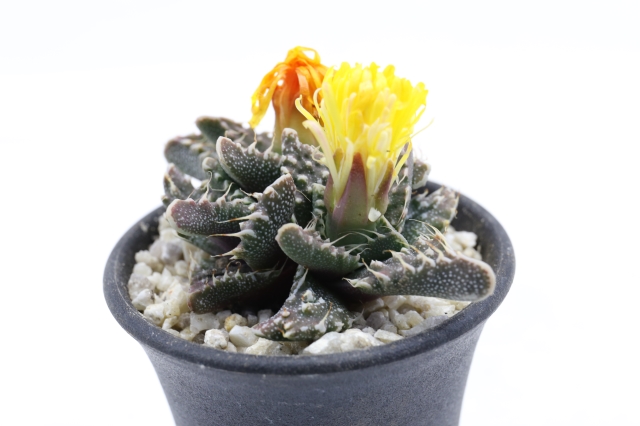 サボテン　多肉植物