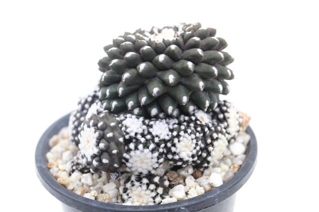 サボテン　多肉植物