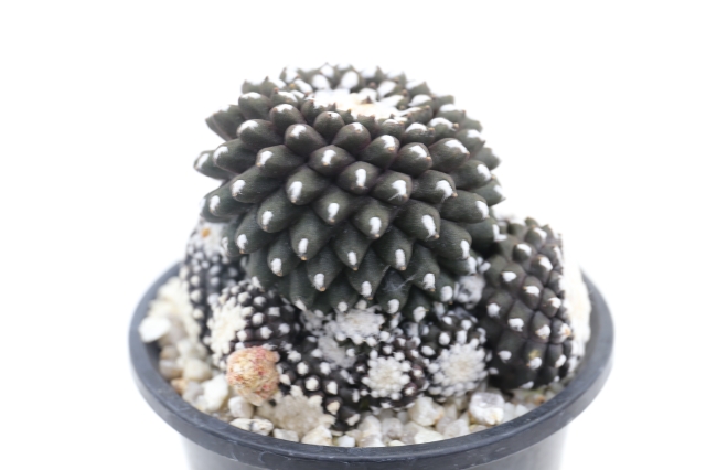 サボテン　多肉植物