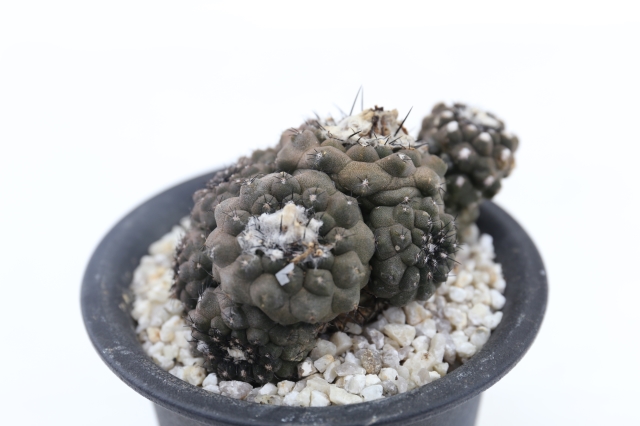 サボテン　多肉植物