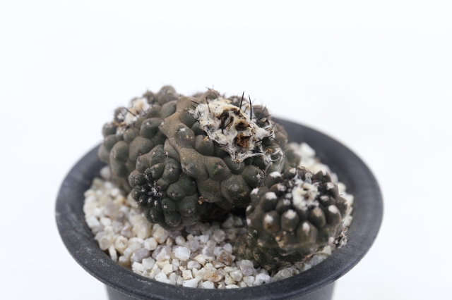 サボテン　多肉植物