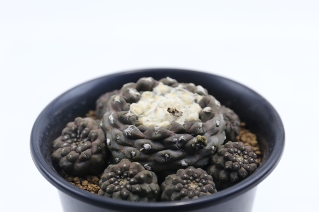 サボテン　多肉植物