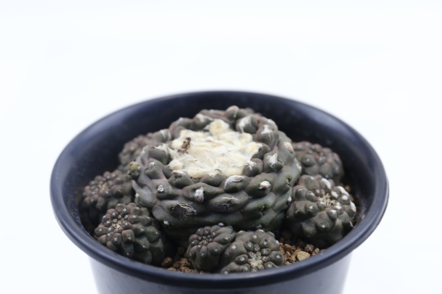 サボテン　多肉植物