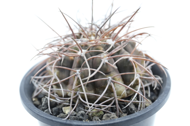 天平丸 A1633☆ギムノカリキウム サボテン☆浦部陽向園