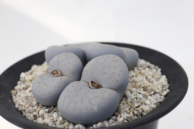サボテン 多肉植物