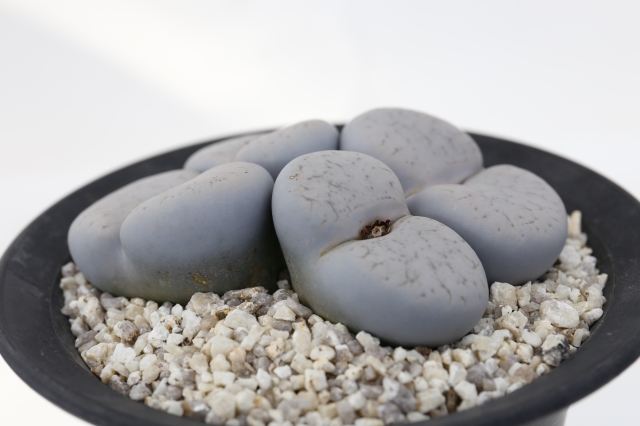 サボテン 多肉植物