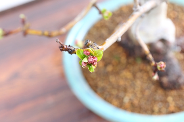 [ハナカイドウ　花物実物　盆栽