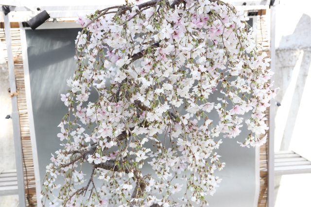 [しだれ桜 花物実物 盆栽