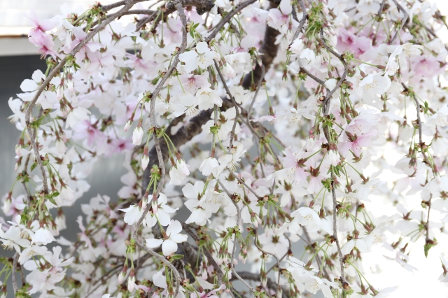 [しだれ桜 花物実物 盆栽