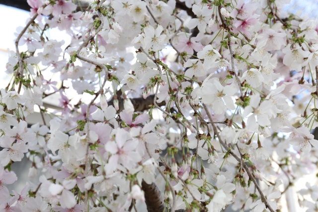 [しだれ桜 花物実物 盆栽