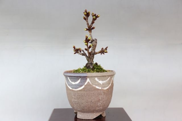 旭山桜　オリジナル鉢　花物実物　盆栽