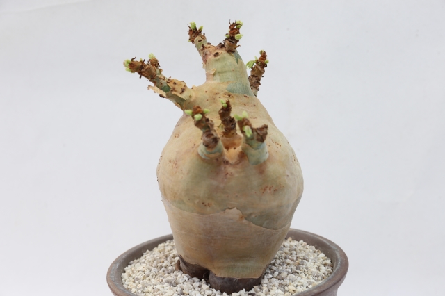 サボテン　多肉植物