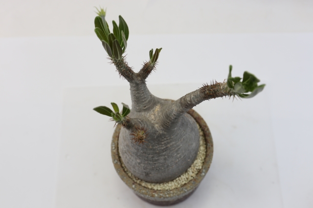 グラキリウス 輸入球 A18 パキポディウム コーデックス 多肉植物 送料無料 浦部陽向園