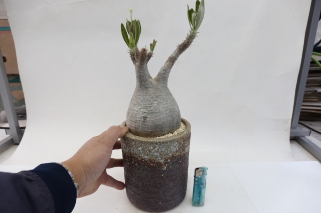 サボテン　多肉植物