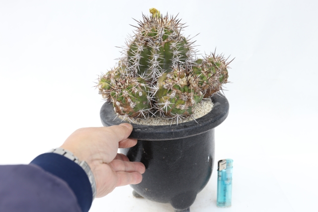 サボテン　多肉植物