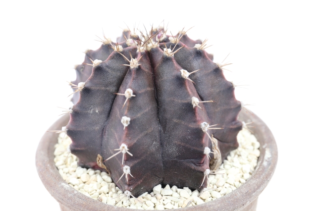 サボテン 多肉植物