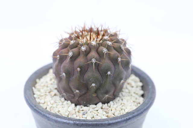 サボテン　多肉植物