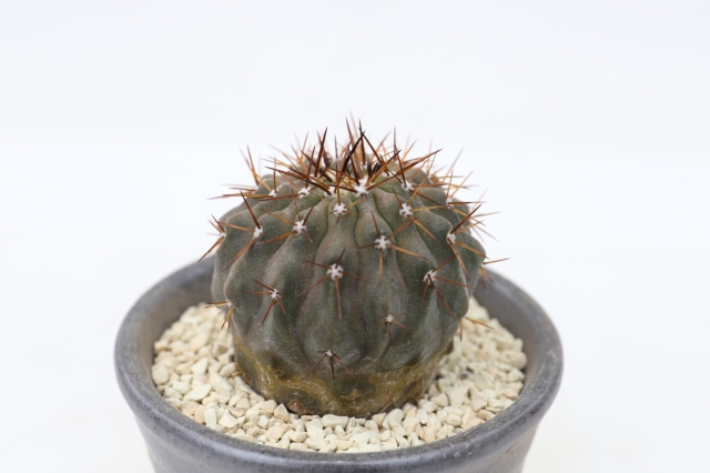 コピアポア【孤竜丸】サボテン サボテン：コピアポア コルムナアルバ 孤竜丸*S 幅2.7cm ☆赤松実生