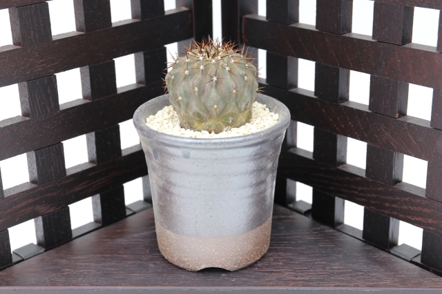 孤竜丸　実生　コピアポア　サボテン 孤竜丸 実生 A1977☆コピアポア サボテン☆「送料無料」浦部陽向園