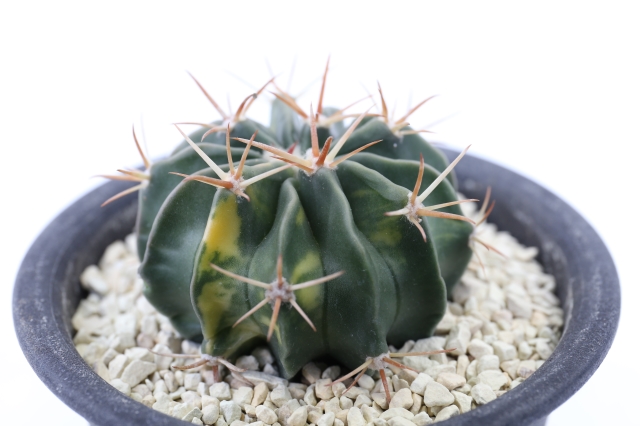 サボテン　多肉植物