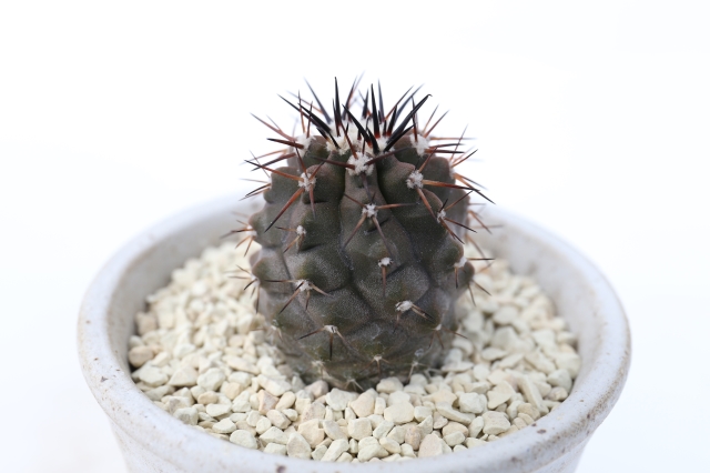 サボテン　多肉植物