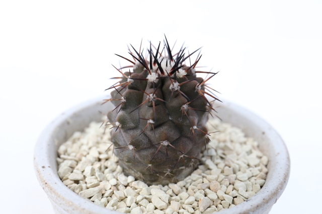 サボテン　多肉植物