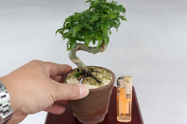 盆栽