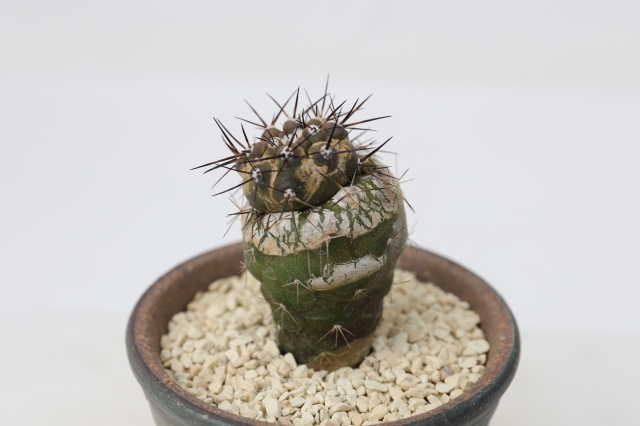 サボテン　多肉植物