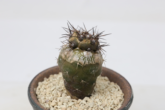 サボテン　多肉植物
