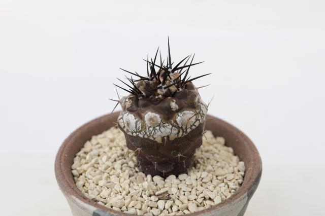 サボテン　多肉植物