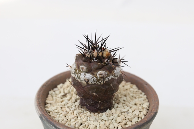サボテン　多肉植物