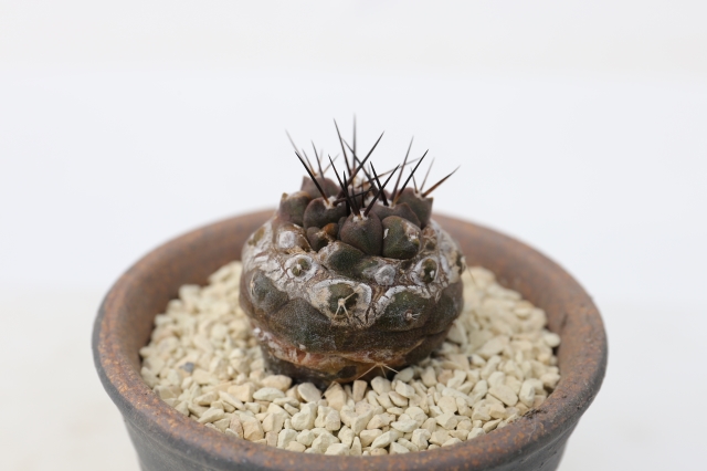 サボテン　多肉植物
