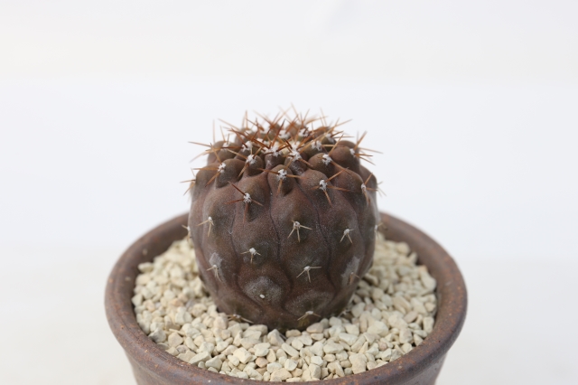 サボテン　多肉植物