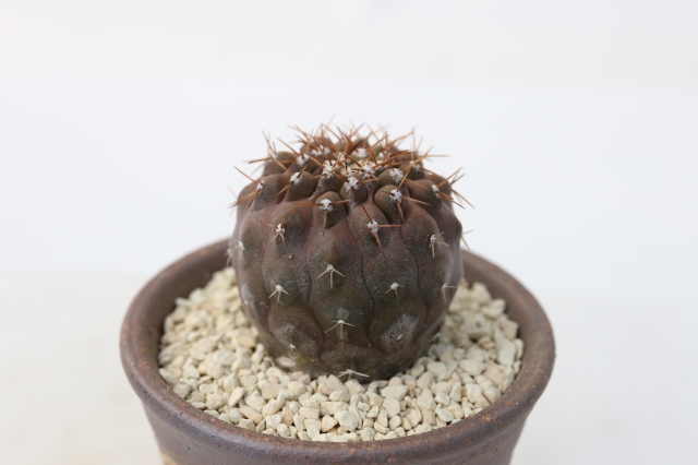 サボテン　多肉植物