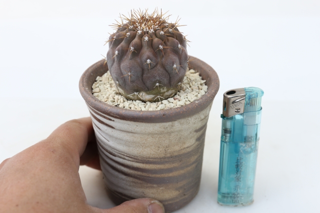 サボテン　多肉植物
