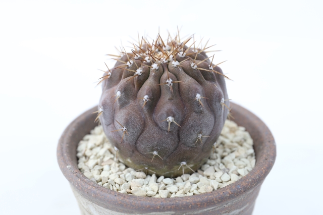 サボテン　多肉植物