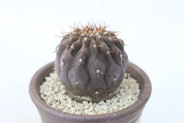 サボテン　多肉植物